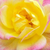 Galben - roz - Trandafiri miniatur - pitici - Baby Masquerade®